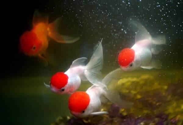 观赏鱼到家几天可以喂食,观赏鱼停食三天拉黄色气泡便