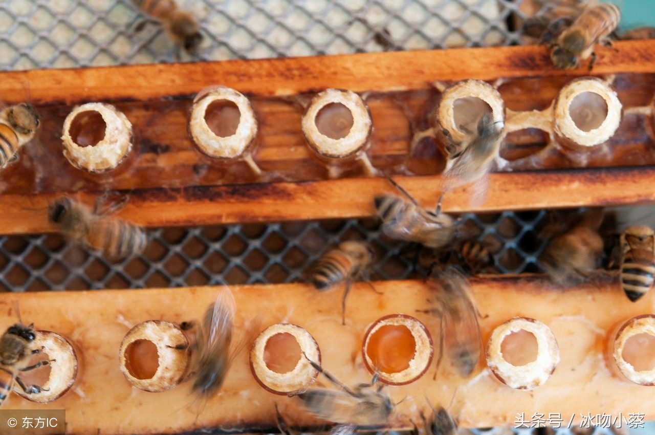 蜜蜂育王技术视频,养蜜蜂造王台方法