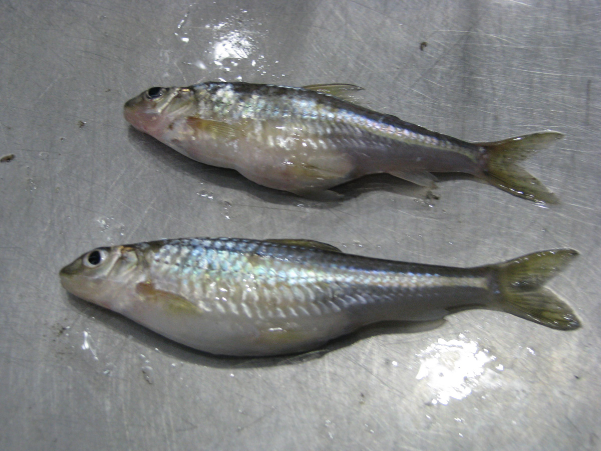 这几种鱼经常有人钓到但很少人认识，有的还是入侵物种