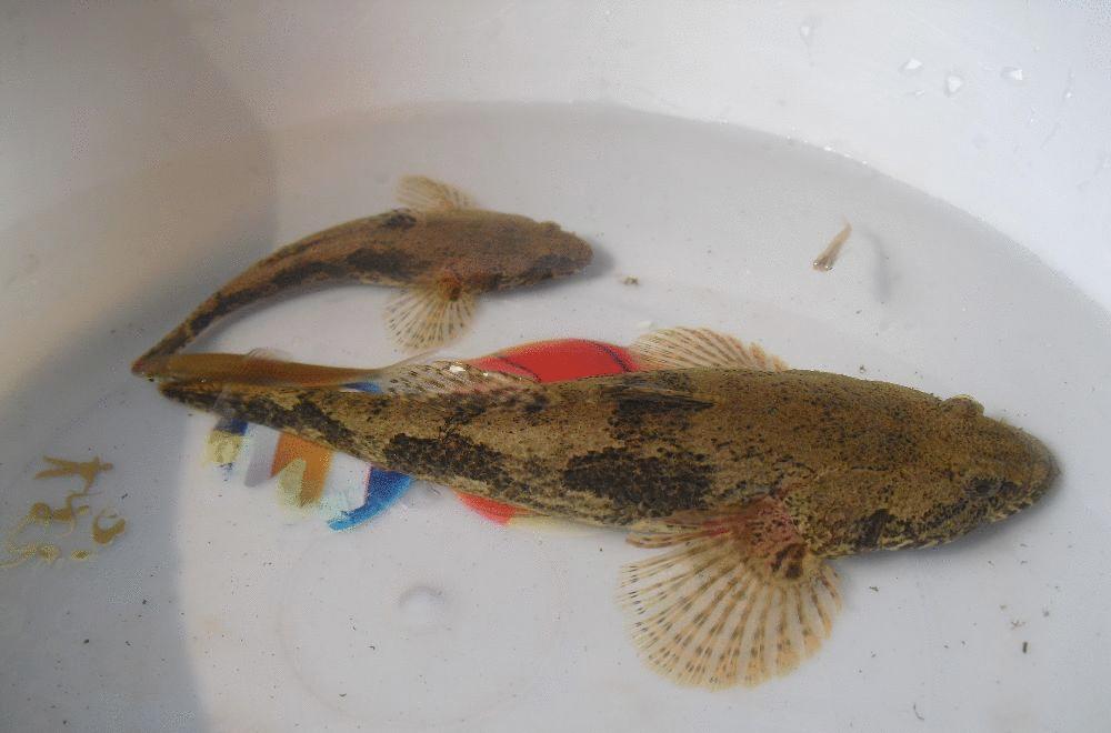 这几种鱼经常有人钓到但很少人认识，有的还是入侵物种