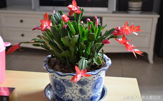 蟹爪兰的养殖方法最简单的,蟹爪兰的养殖方法和技巧