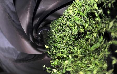 为何茶叶有的杀青有的不杀青,拍戏为什么不能说彻底杀青