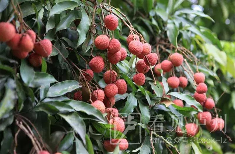 泸州最美乡镇,泸州是国家优秀的旅游城市吗