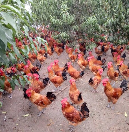 农村养鸡场创业计划书,农村养土鸡创业项目计划书