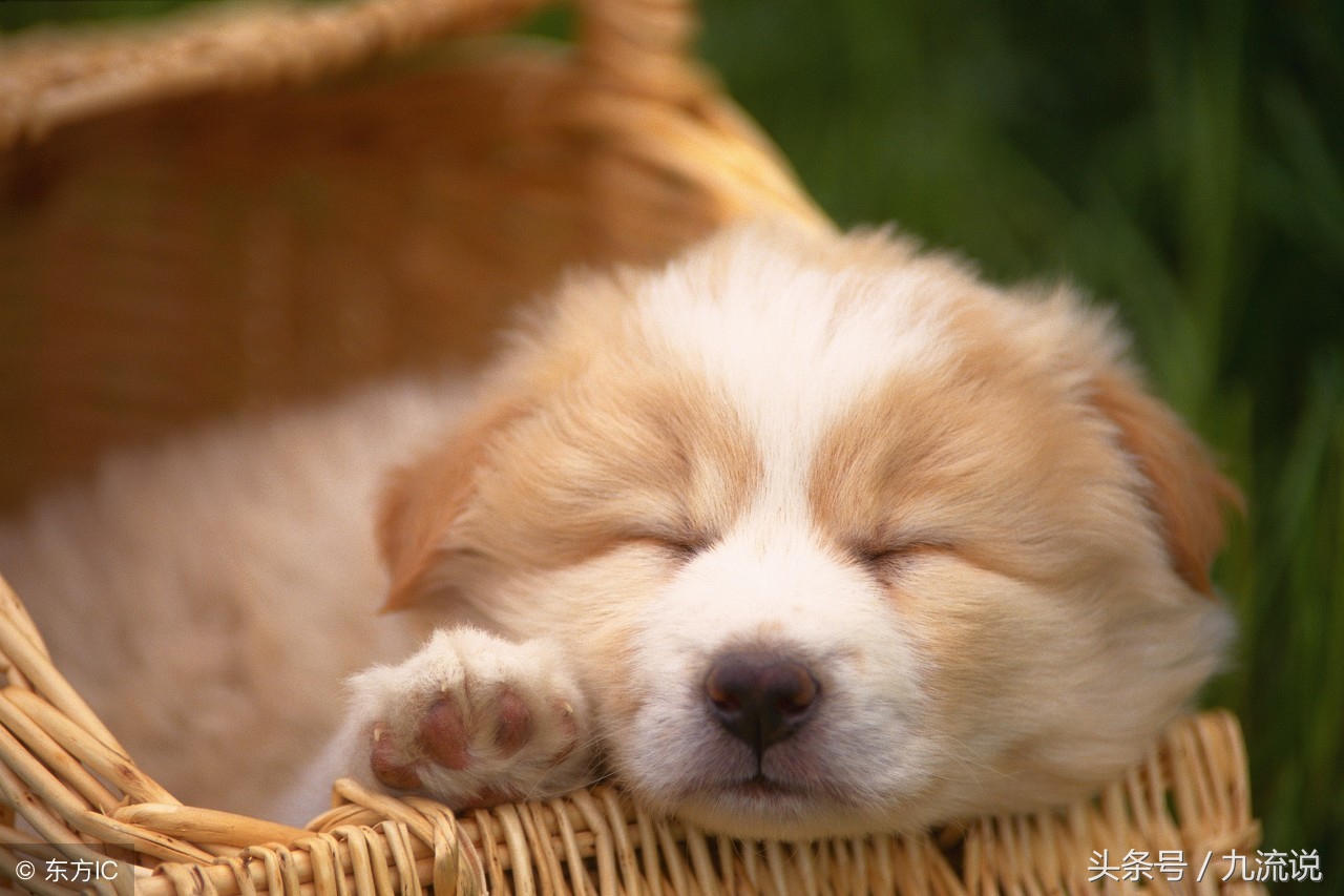 狗狗那么可爱为什么生命那么短暂,狗狗那么可爱为什么要吃狗狗