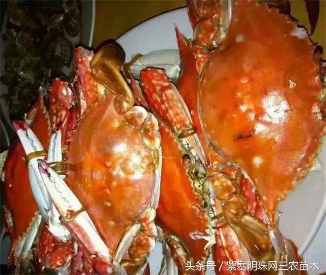 南戴河*哥涛**农家院（成杰宾馆）云烟天外黄金缕，渔火滩头绿酒家！