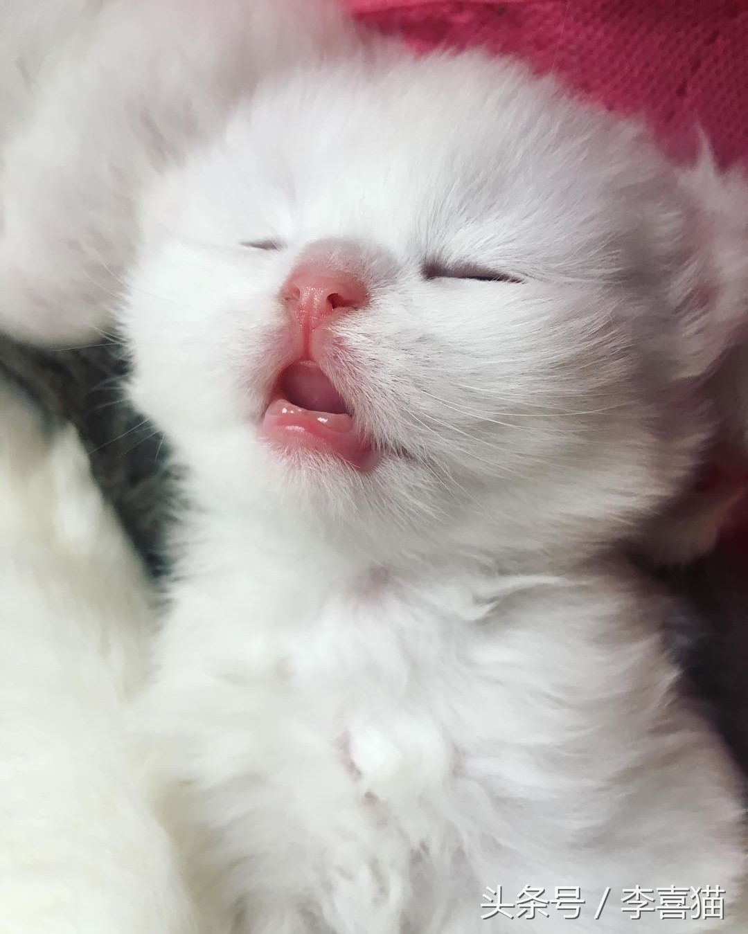 除了仓鼠猫狗以外的小型宠物推荐,除了猫狗还有什么可爱的家养宠物