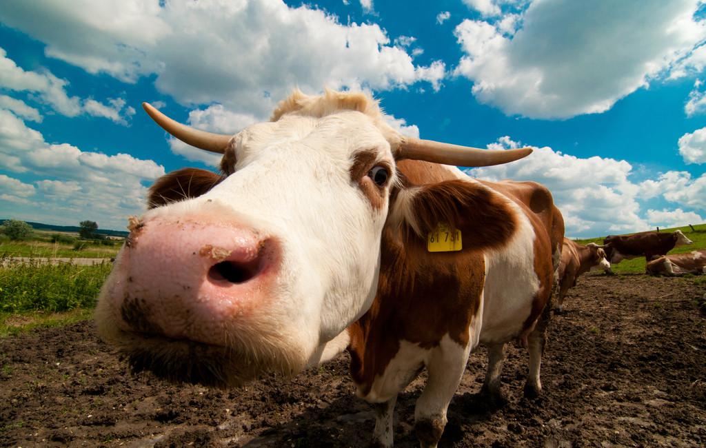 73年属牛人一生有多惨,73年出生属牛人2020年怎么样