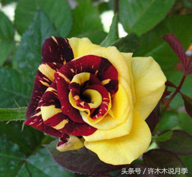 许木木说月季完整版,许木木说月季用药