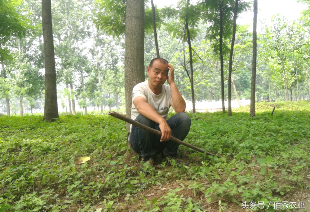 养羊致富的真实经历,农村农民务农年均收入