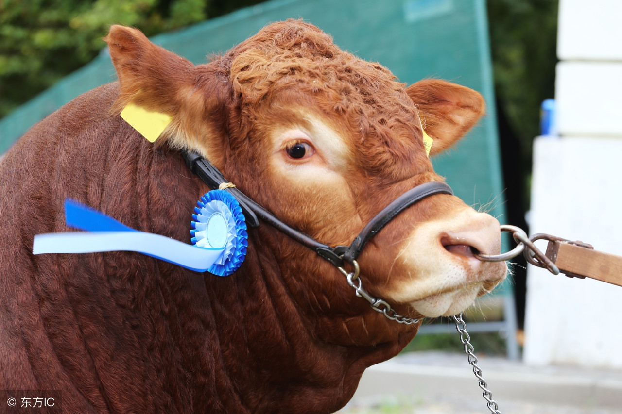 2022年大金牛6月份的财运如何,大金牛运势吉旺