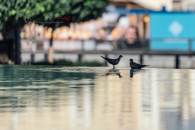 迪拜左手沙漠右手大海飞跃千里为你来——今夕传媒旅行家出品