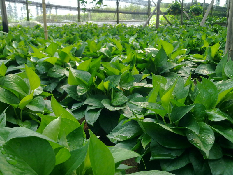 绿萝浇什么才能长得更旺盛,绿萝要怎样浇水才能长得快