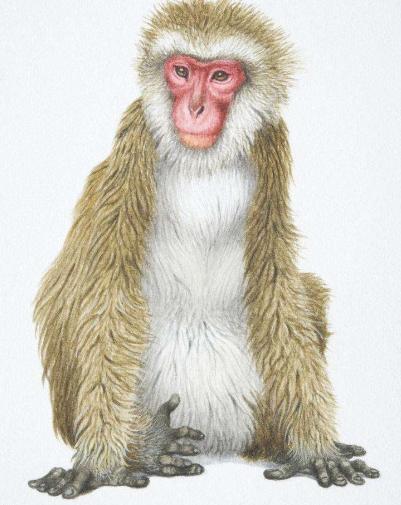 生肖猴的一月财运如何呢,生肖猴的财运来了