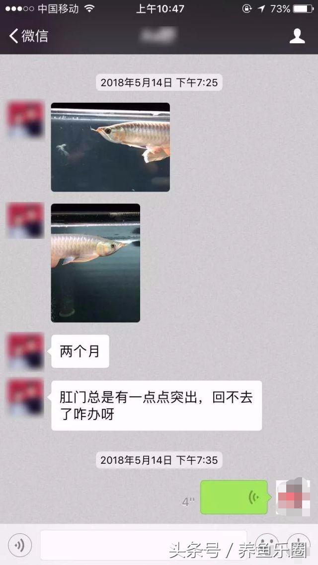 龙鱼脱肛用土霉素还是痢特灵好,龙鱼脱肛后之前的食物能吃吗