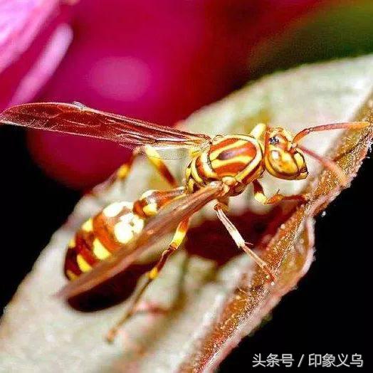 小孩被毒蜘蛛咬伤,小男孩被蜘蛛咬伤了