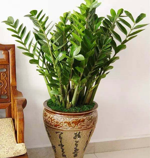 家中养花风水有哪些讲究,家里养花风水好的有哪些