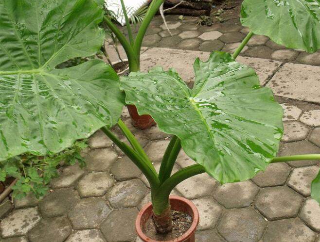 养花一定要养的3种植物,家庭养花应该注意哪些事项