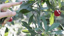 杨梅洗出虫子的视频,杨梅泡出大白虫子