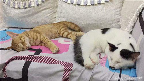 铲屎官必看养猫人最怕的3件事 (橘猫被铲屎官坑惨啦)