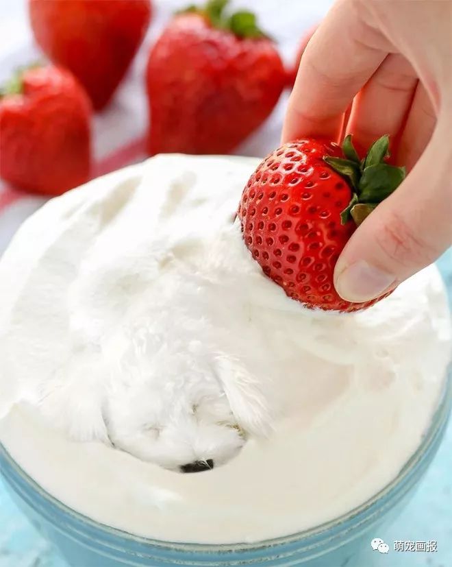 可以吃的汪星人：摄影师把狗狗和美食结合在在一起