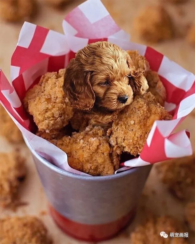 可以吃的汪星人：摄影师把狗狗和美食结合在在一起