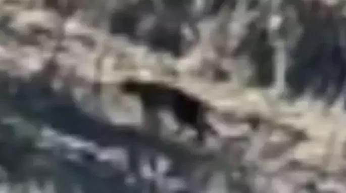 澳洲未解之谜，它又出现了！幽灵猫现，必有血案！