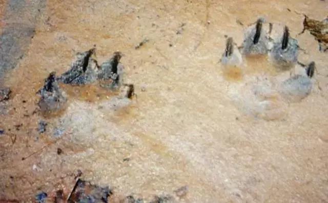 澳洲未解之谜，它又出现了！幽灵猫现，必有血案！