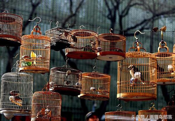 老北京鸟文化,老北京鸟的传说