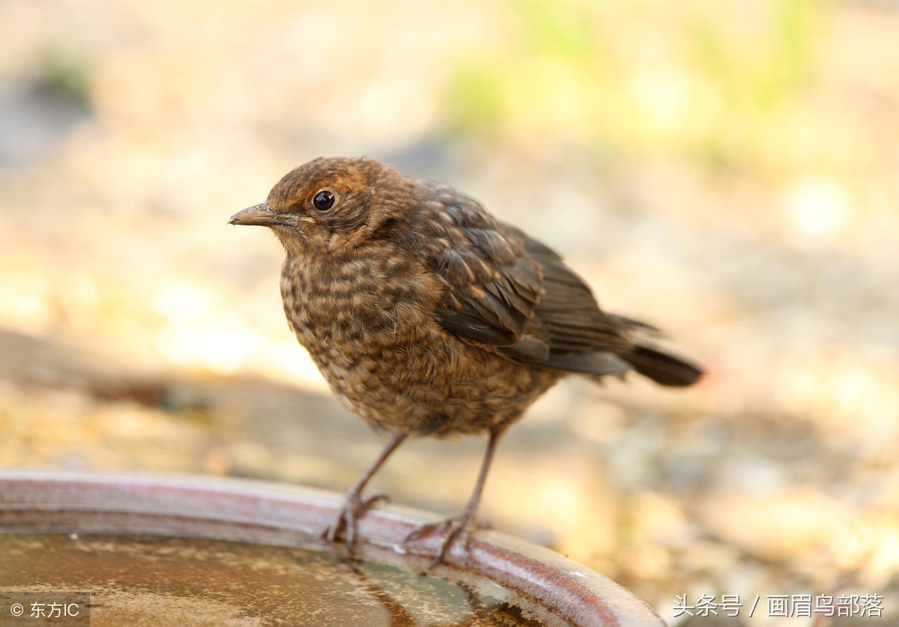 老北京鸟文化,老北京鸟的传说
