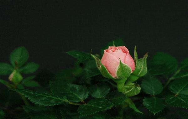 阿根廷外交大使马尔贝克红酒,阿根廷唐大卫红酒