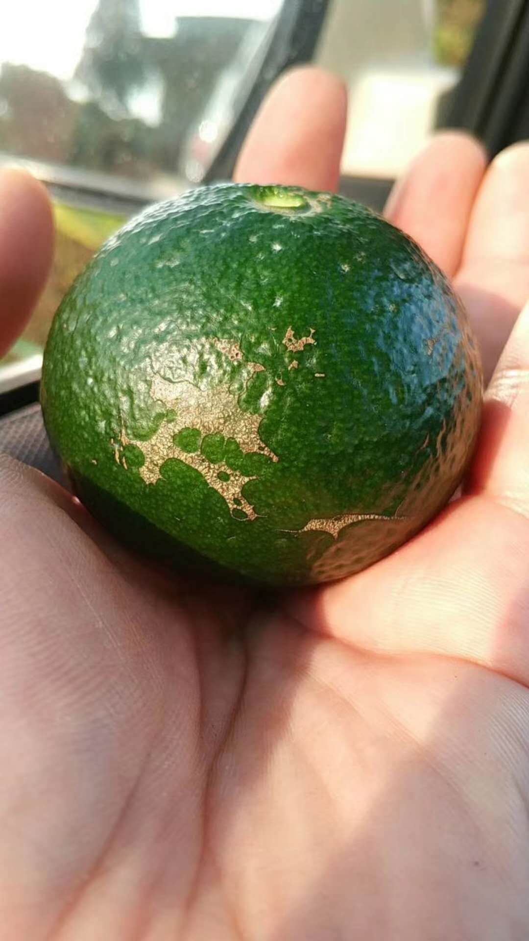 小青柑普洱茶如何辨别真假,小青柑普洱茶如何辨别