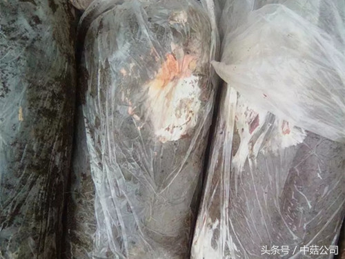 链孢霉用什么药治,不花钱去除霉点的方法