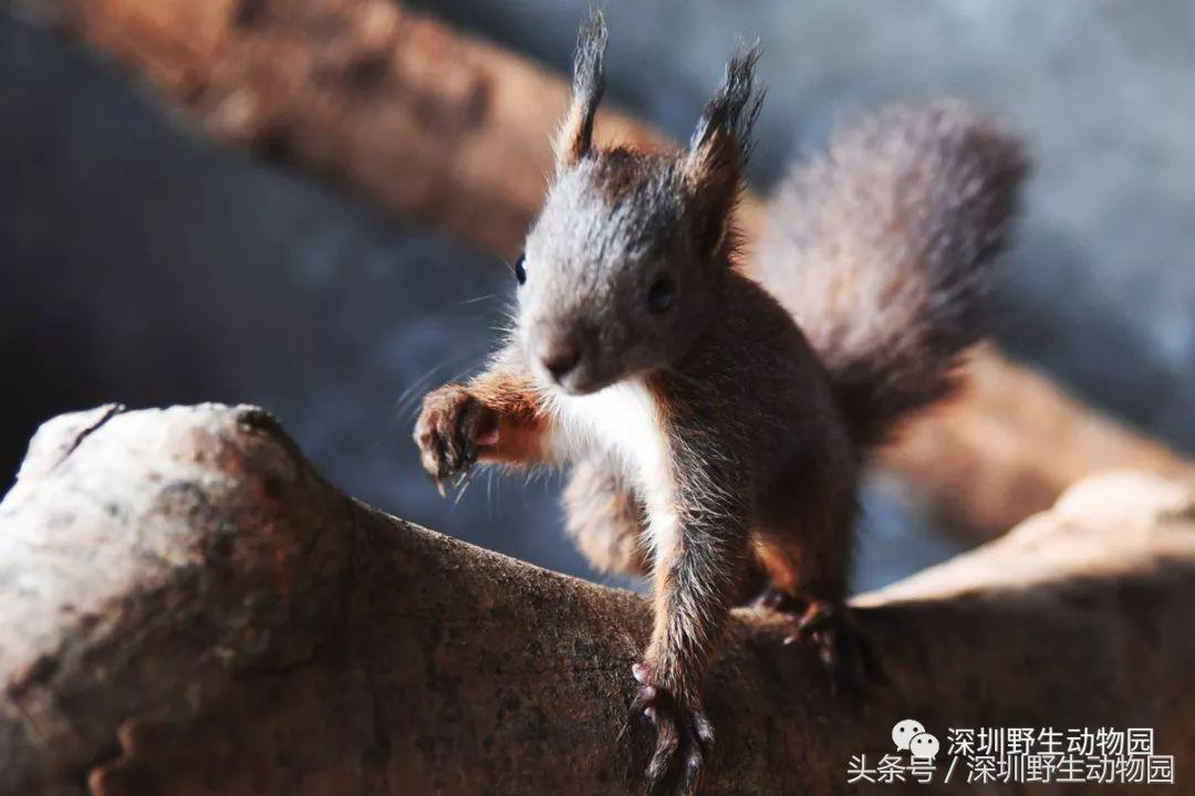 动物界足球,足球球员动物化