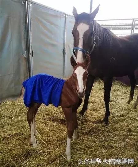 伊泰大漠鄂尔多斯金杯赛火爆来袭！开启“三杯一节”品牌赛马序幕