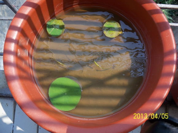 海碗养碗莲,四季开花碗莲生长全过程