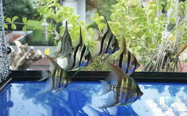 小型热带鱼的大致混养原则,新手热带鱼推荐混养