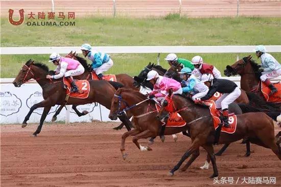 马术比赛纯血马,2018蒙古赛马传统耐力赛视频