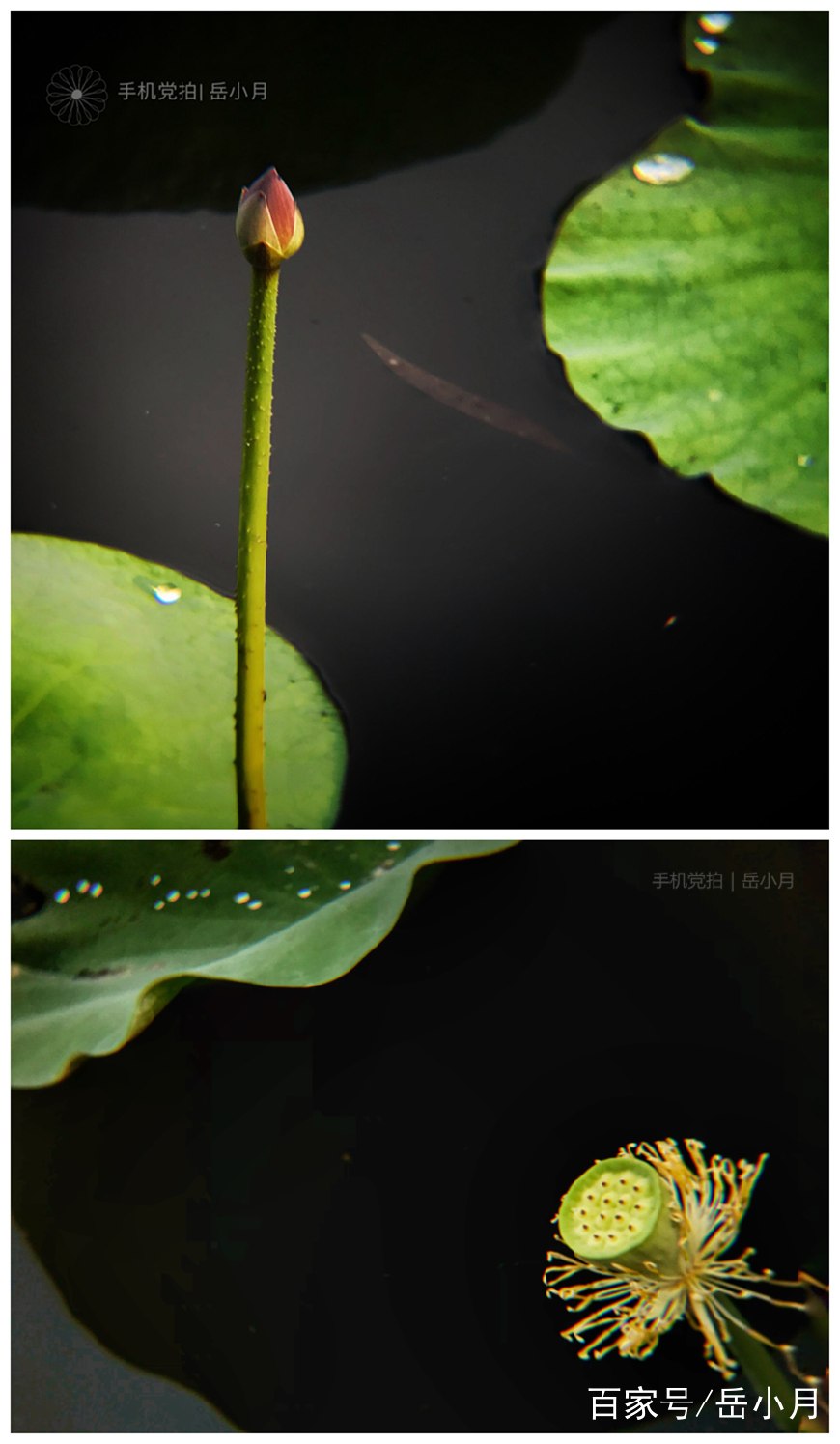 5个技巧拍出超有意境的荷花照,手机拍摄荷花最好的参数