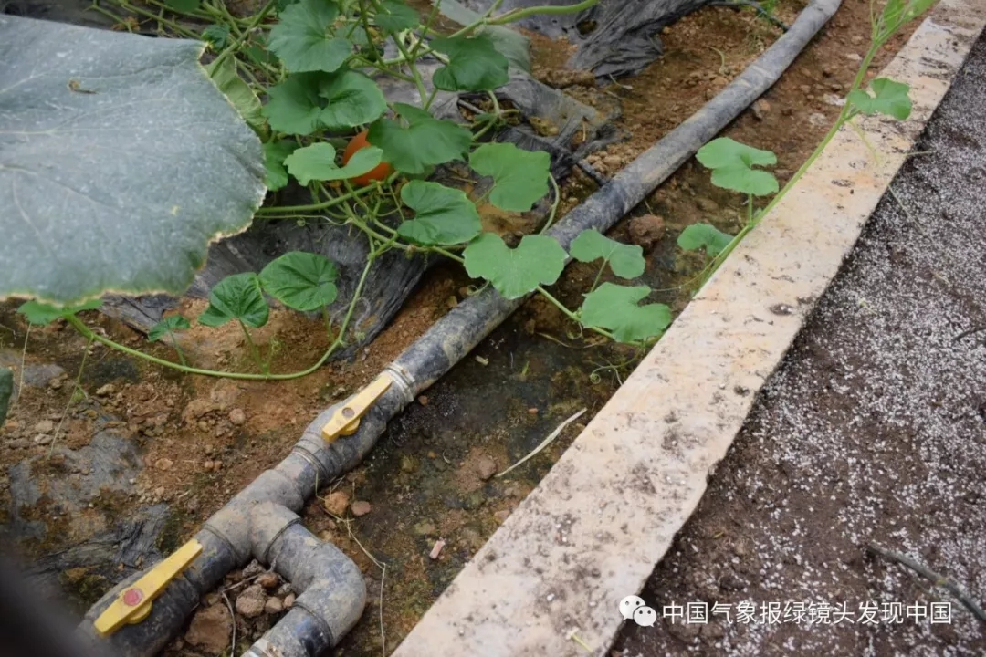 靠这些奇特“果果”也能致富？科技扶贫如有神助！