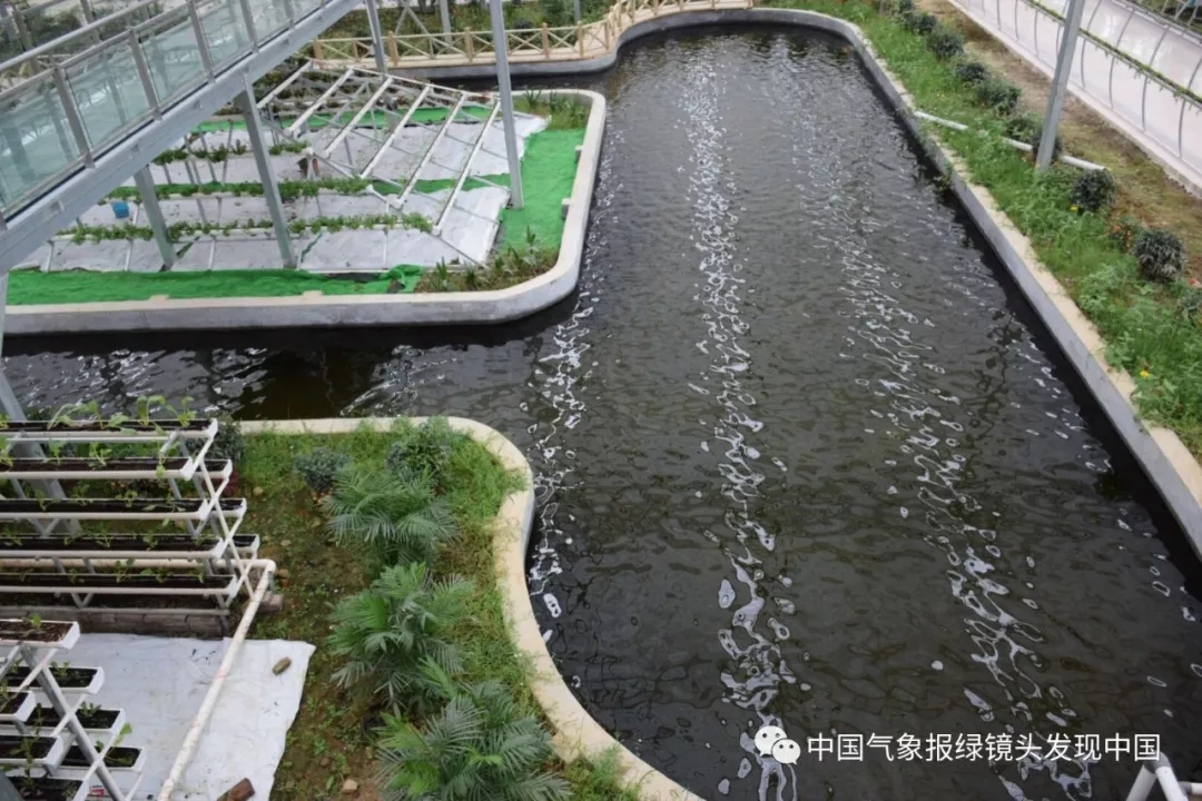 靠这些奇特“果果”也能致富？科技扶贫如有神助！