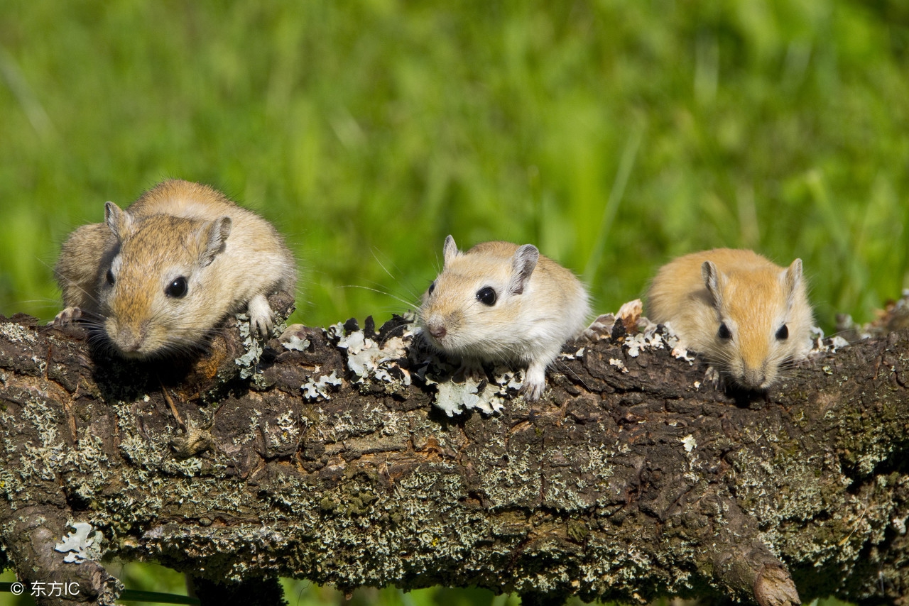 1972年属鼠女在2022年每月的运势,1972年的属鼠女在2021年每月运势