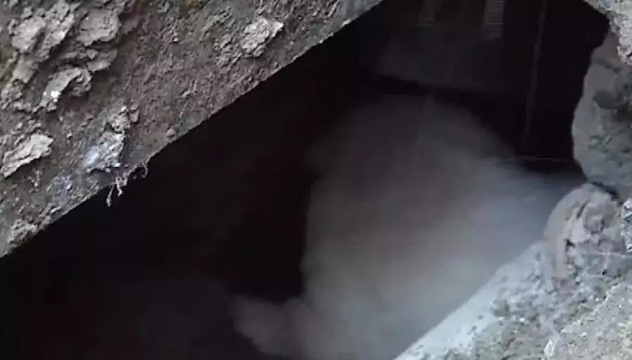 母狗将幼崽藏在下水管里,母狗总是把狗仔藏起来