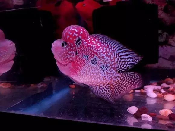 闆岄泟楸肩殑姝ｇ‘閰嶅鏂规硶,绉嶉奔濡備綍閰嶅