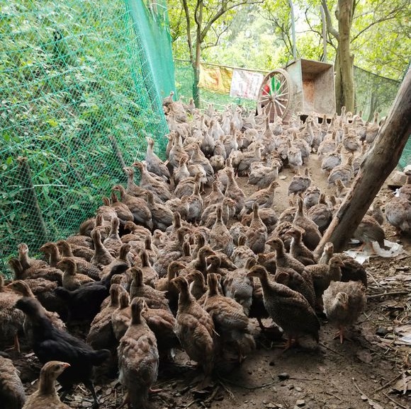 养土鸡养什么品种最赚钱,农村养土鸡和土鸡蛋的利润