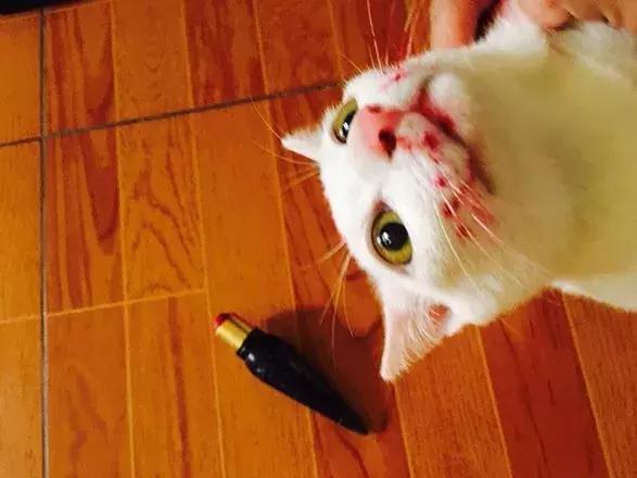 猫咪吃了主人的CL口红，主人超心疼，网友：这可是口红中的法拉利