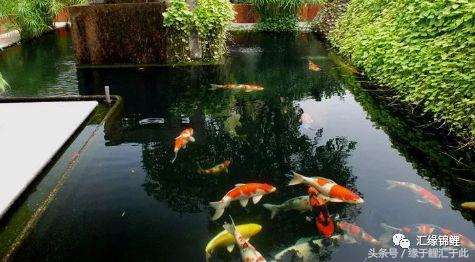 锦鲤应激了该怎么救,锦鲤濒死怎么抢救