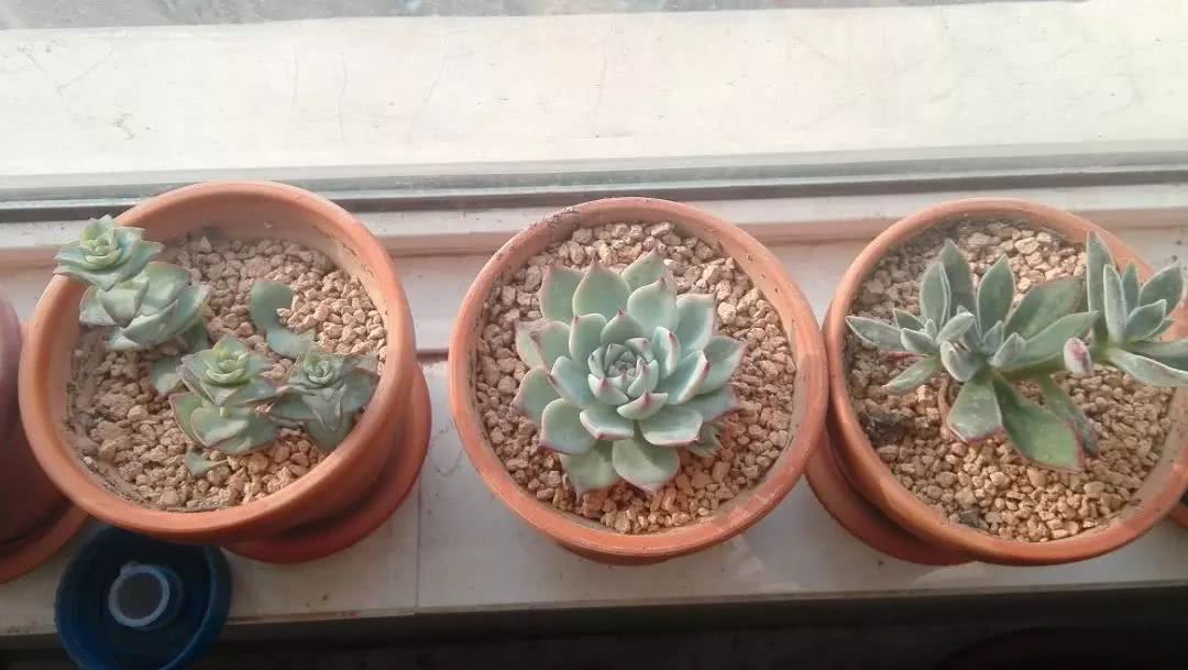 10种养不死的多肉新手的首选,露养多肉的100种方法