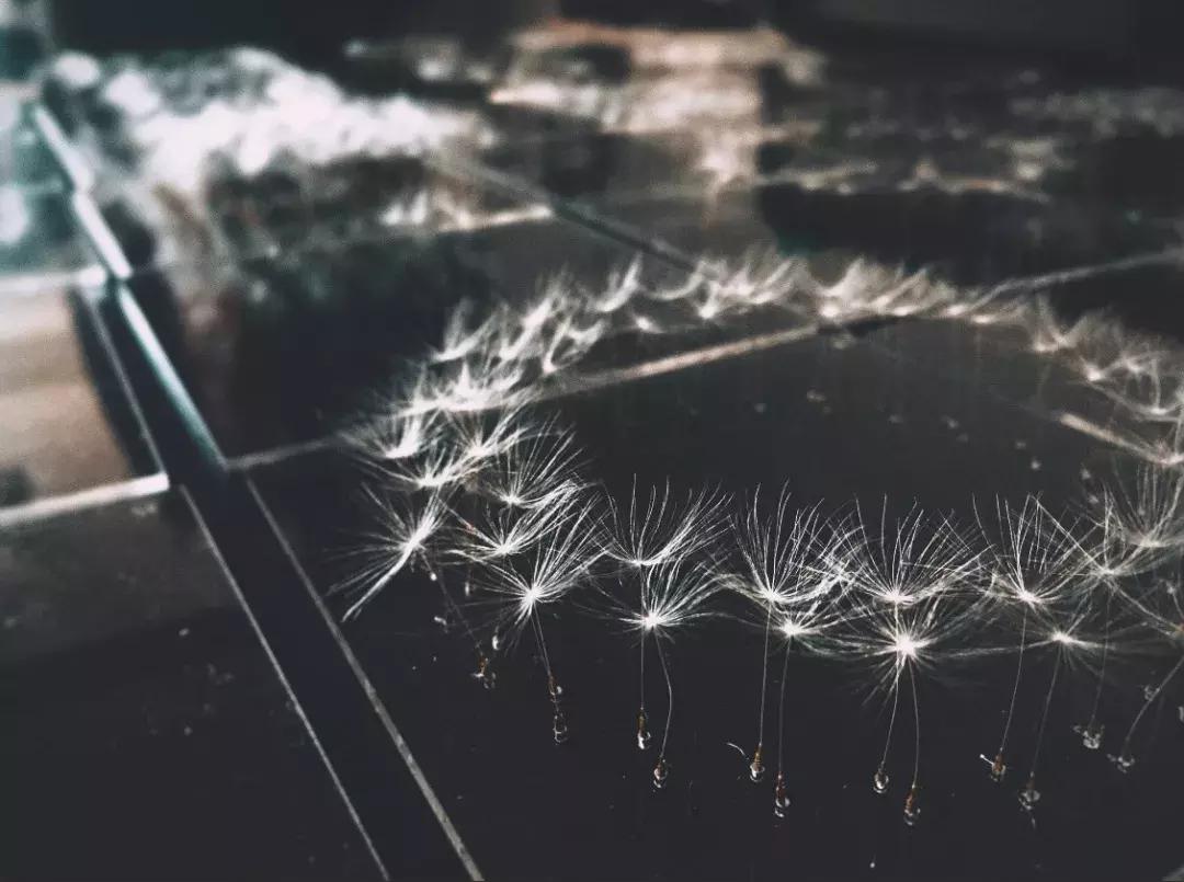 日本木雕艺术家蒲公英,巨型蒲公英雕塑造型唯美