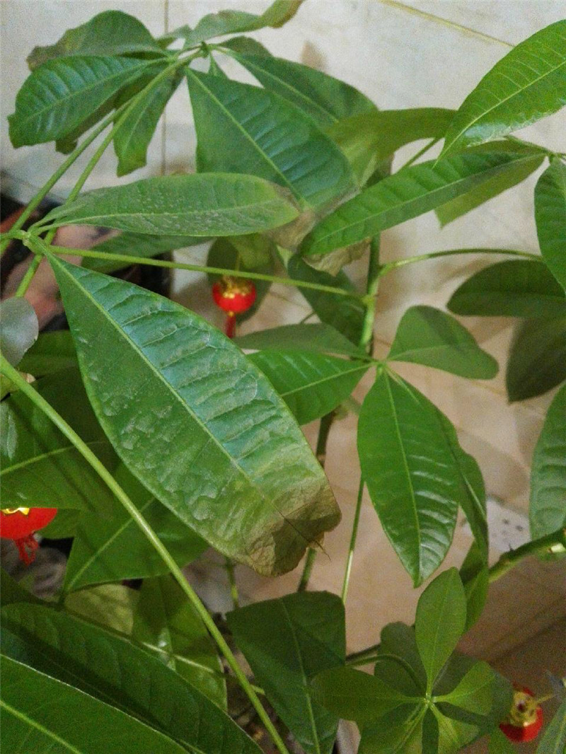 发财树起死回生视频,快死掉的发财树如何弄活